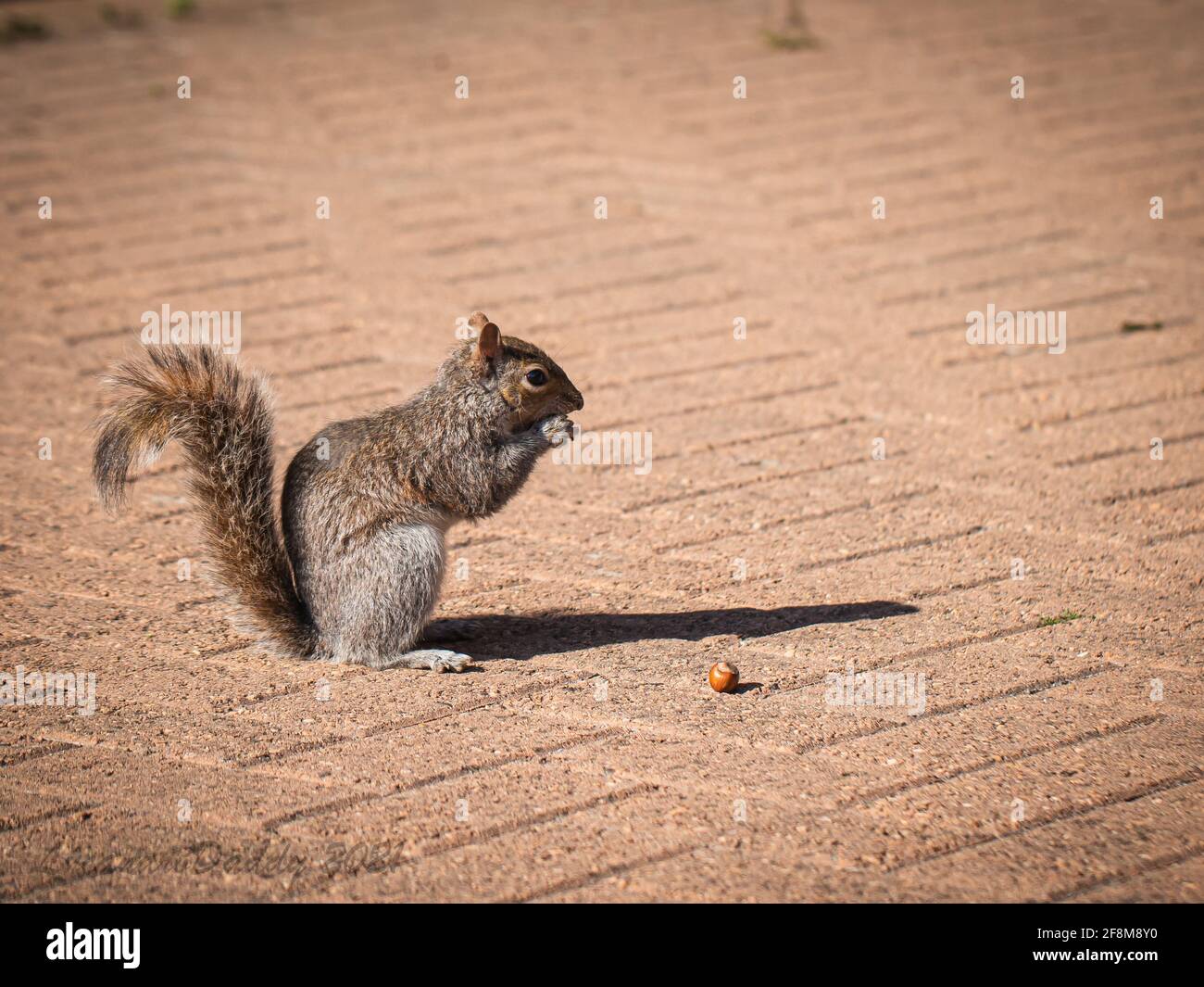 gray squirrel on a brick floor Stock Photo