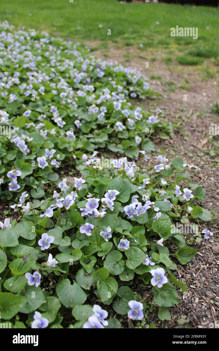 A patch of wild white-and-purple violets Stock Photo