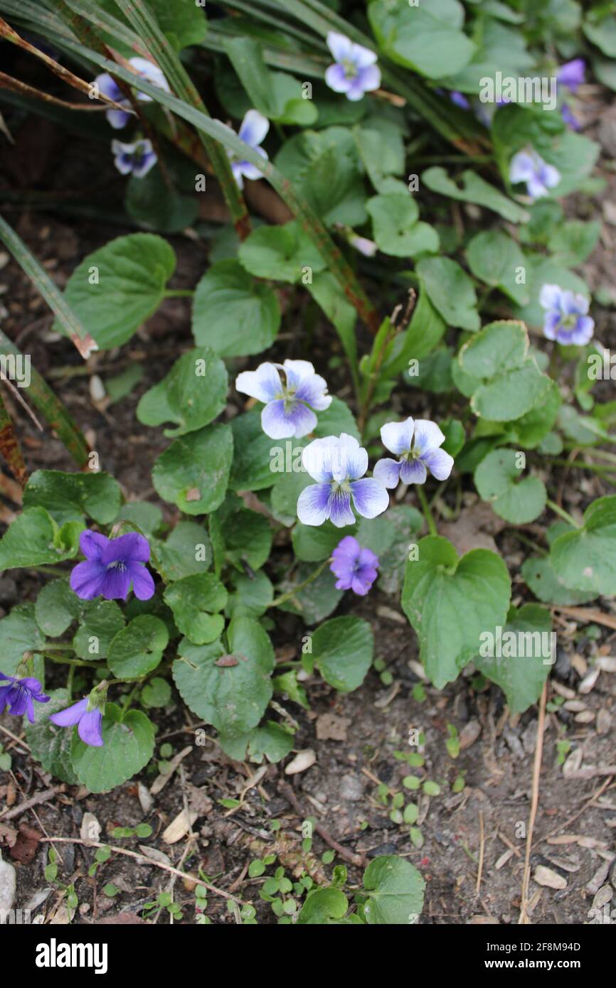 Small patch of common violets Stock Photo