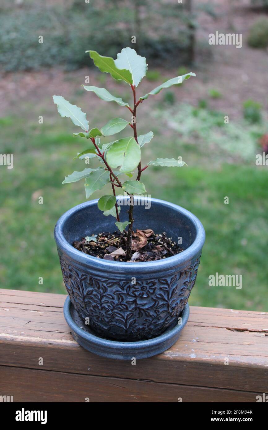 A small potted Bay Laurel plant Stock Photo