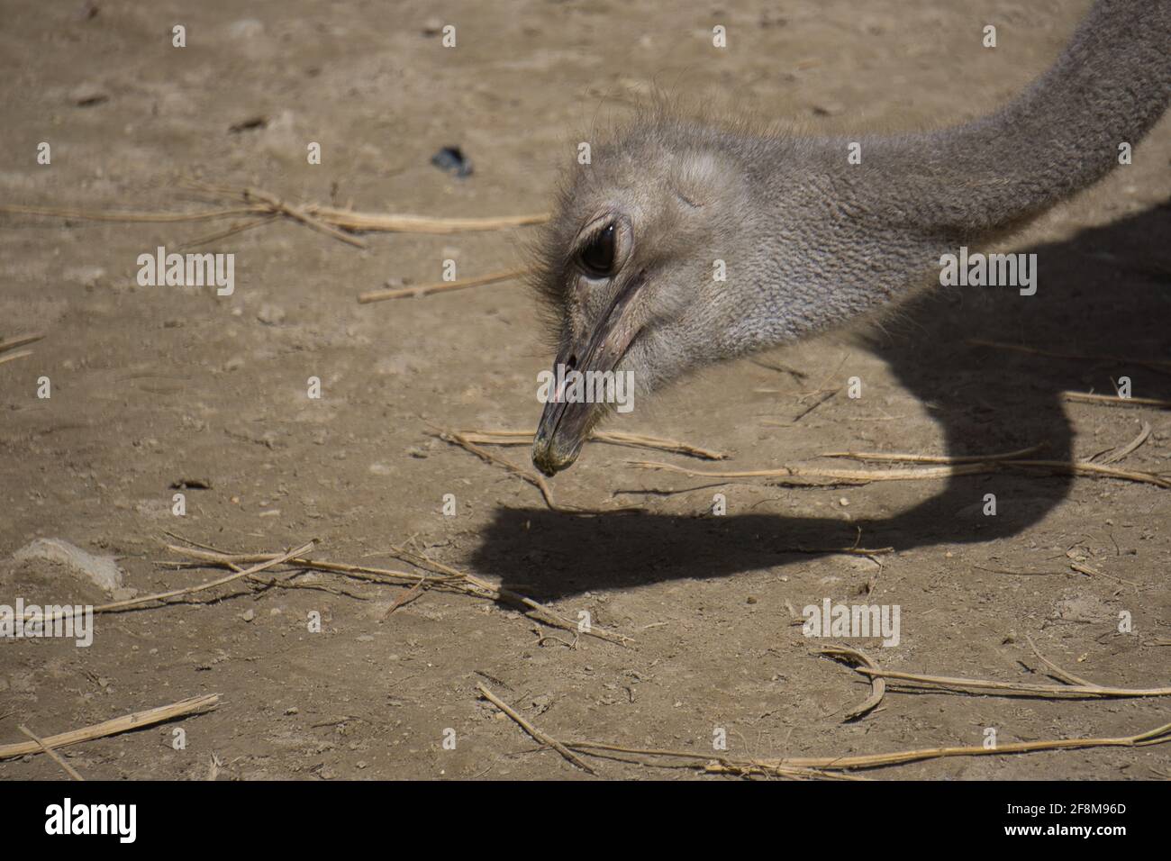 portrait of ostrich in the field eating. animals Stock Photo