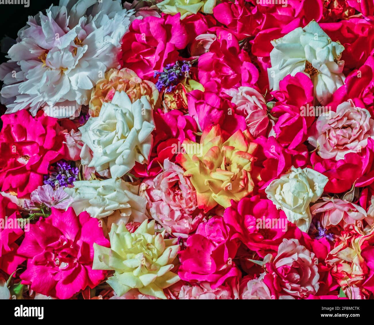 Various colored roses gathered together Stock Photo Alamy