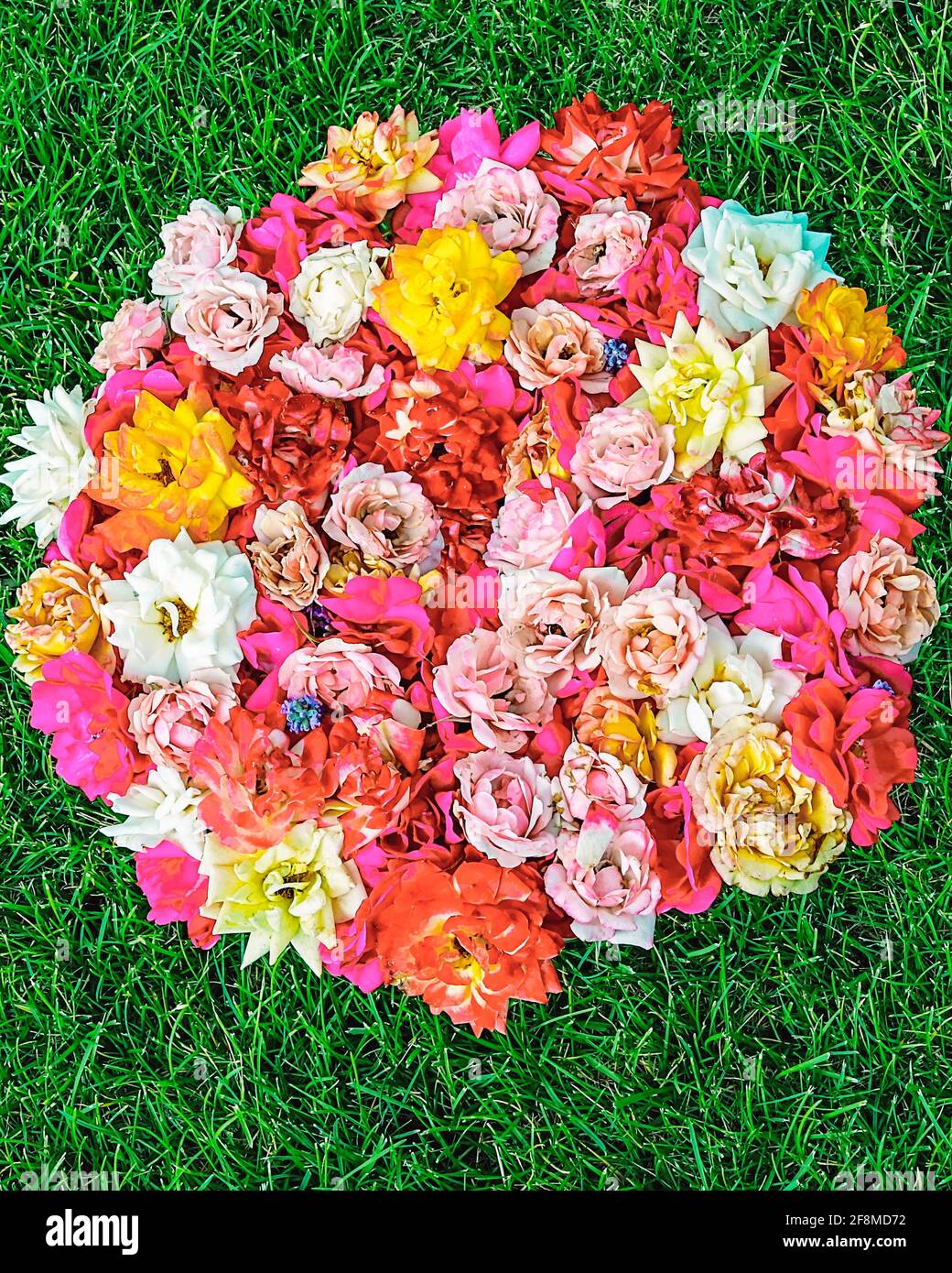 A bouquet of multicolored roses arraigned in a circle on the green summer grass Stock Photo