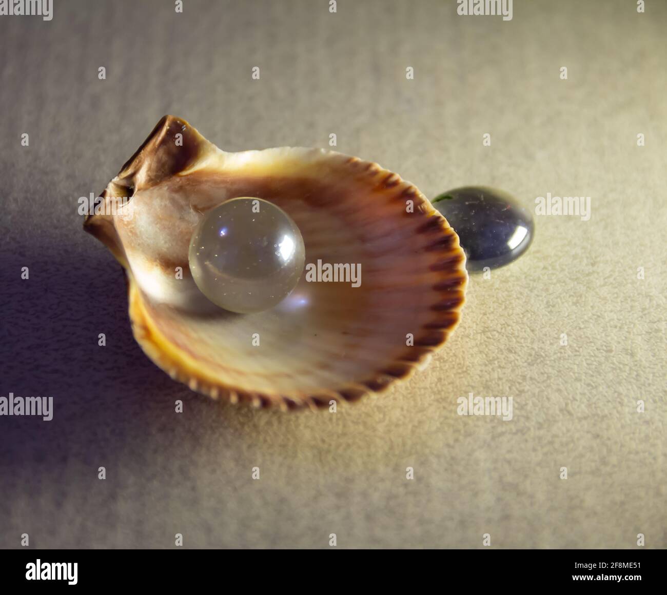 Studio Open Clam Shell High Resolution Stock Photography And Images Alamy