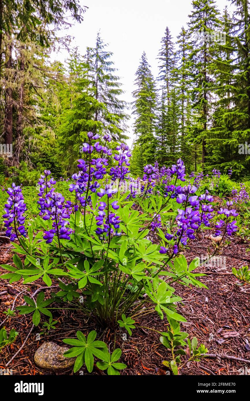 Purple wild flowers high in the mountains Stock Photo