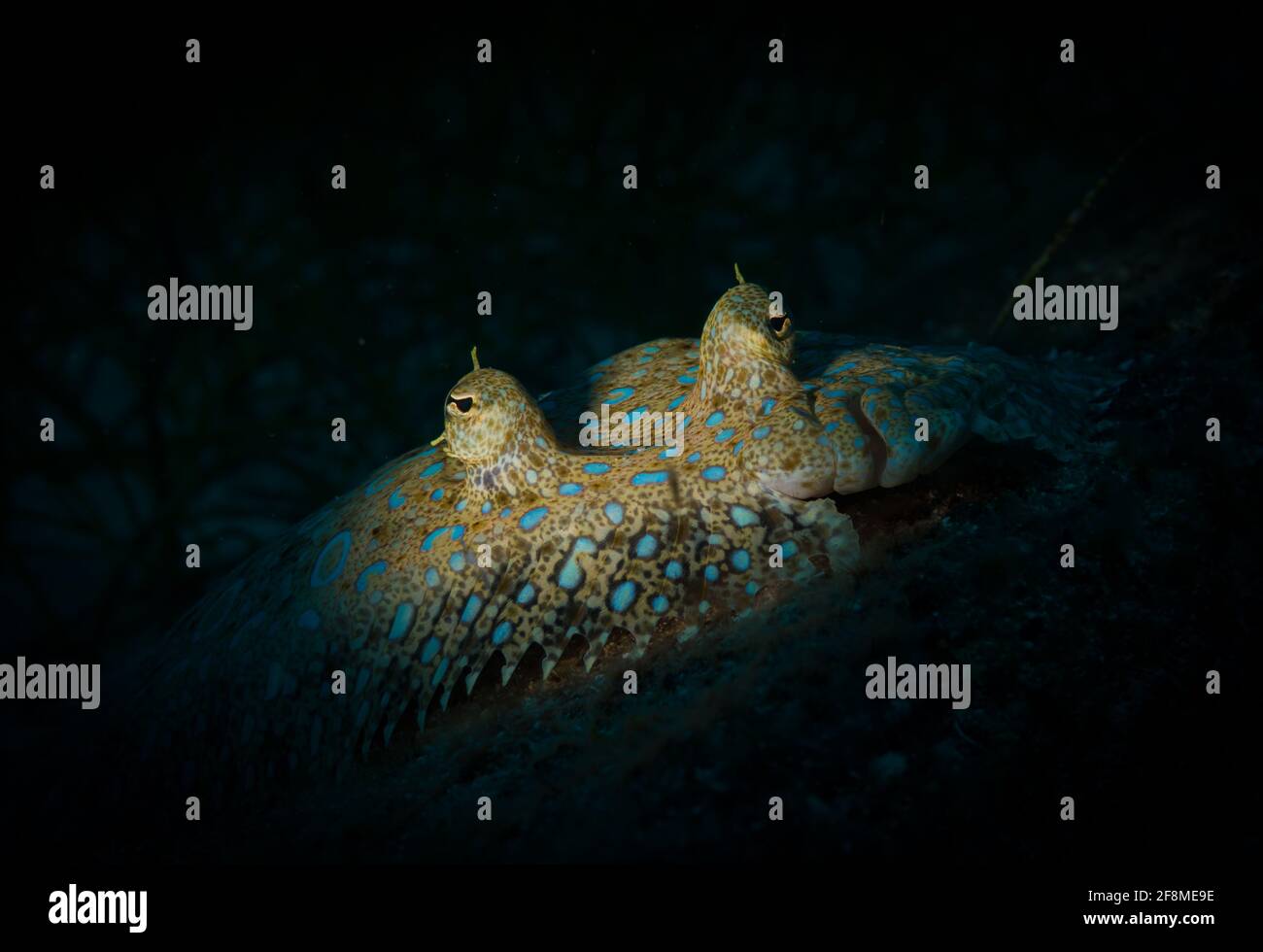 Peacock Flounder (Bothus lunatus) on the reef off the Dutch Caribbean