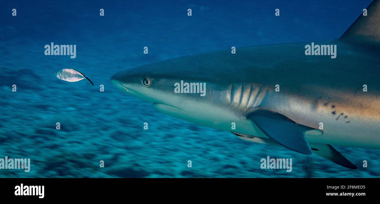Caribbean reef shark (Carcharhinus perezi) off the Caribbean island of St Martin Stock Photo