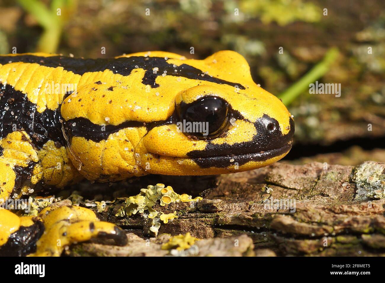 Headshot of the yellow-colored salamander (Salamandra bernardezi) in the natural background Stock Photo