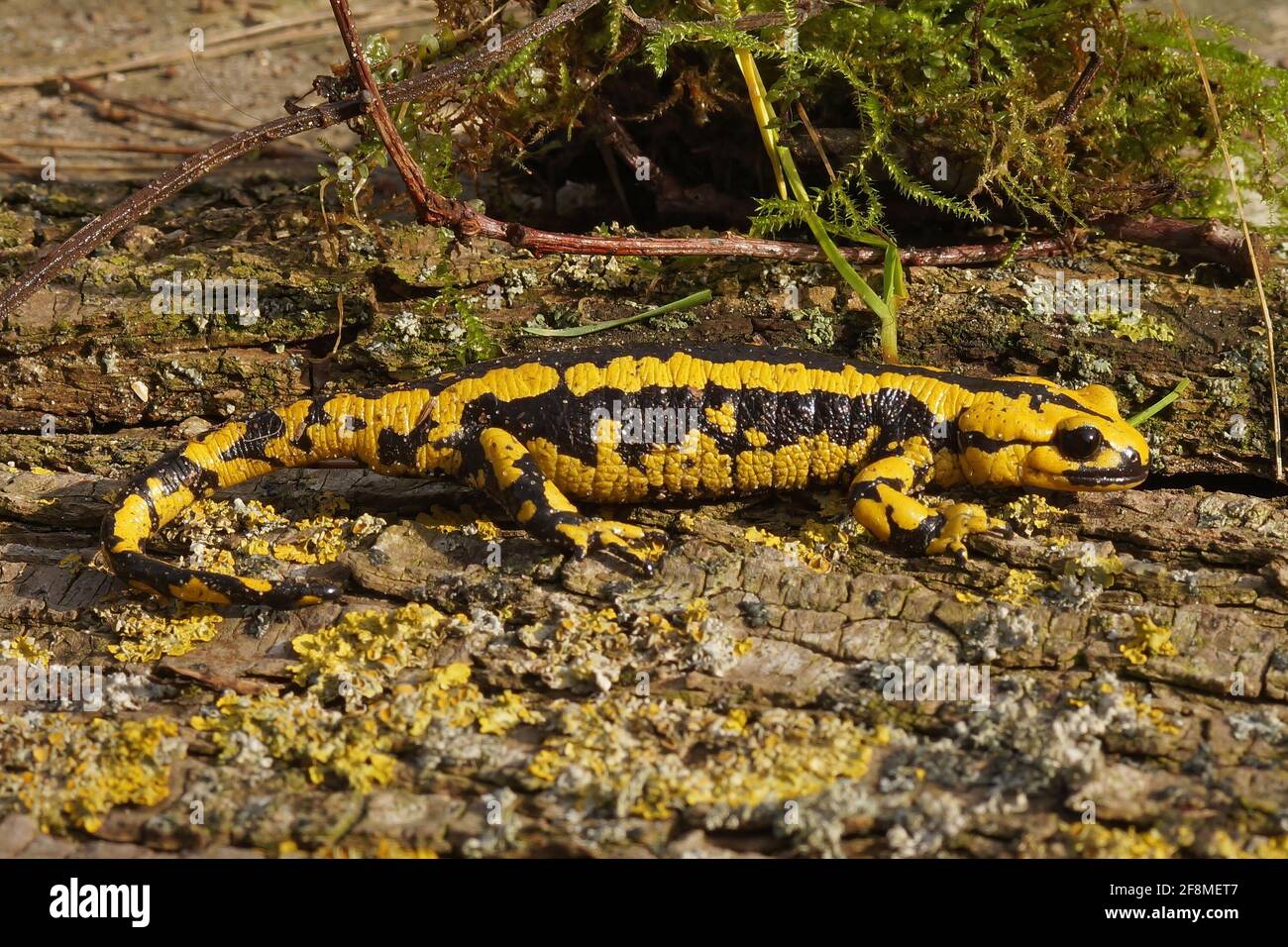 Bright yellow Tendi fire salamander (Salamandra bernardezi) crawling on the wooden surface Stock Photo