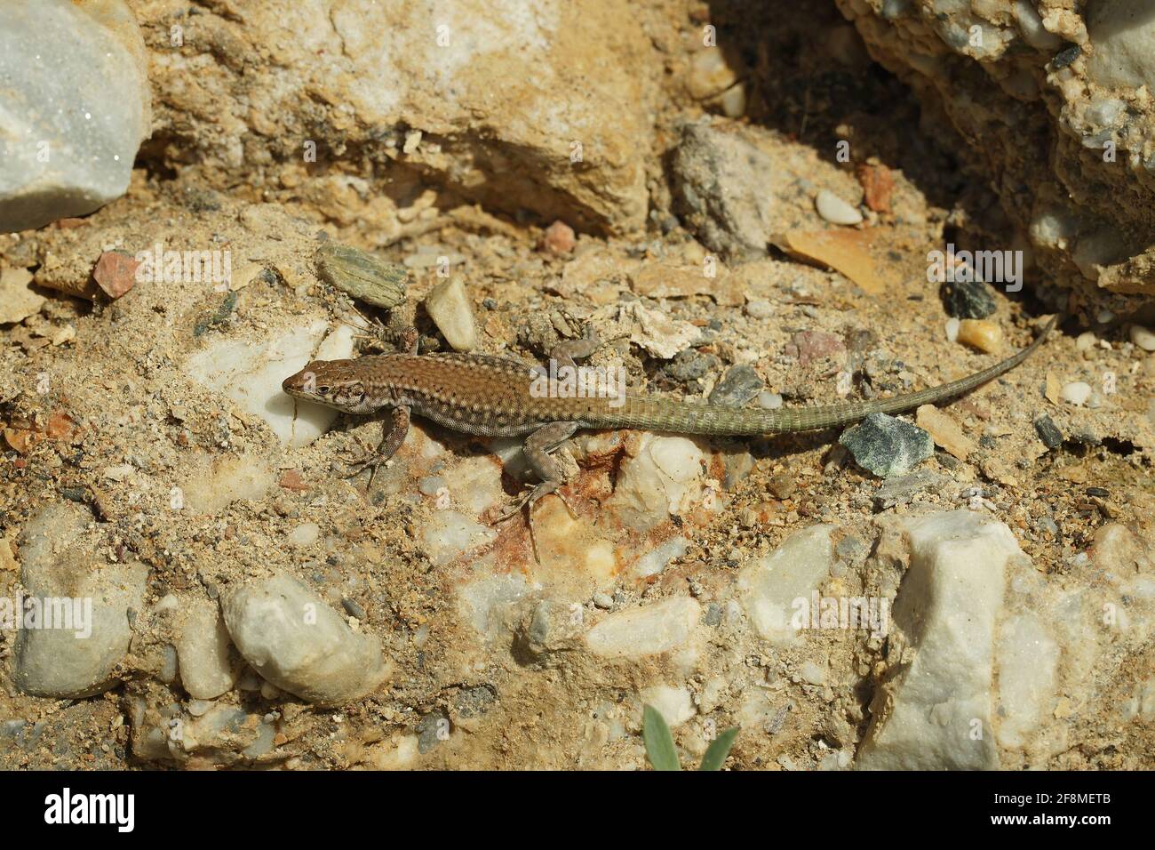Andalusian wall lizard (Podarcis vaucheri) on the rocks in Nerja, Andalusia Stock Photo