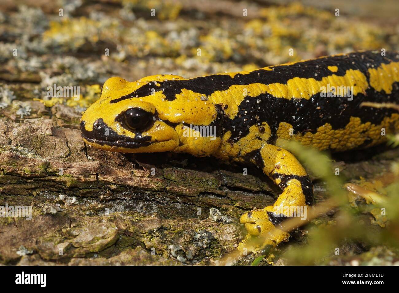 Bright yellow-colored Salamandra bernardezi on the wooden surface Stock Photo
