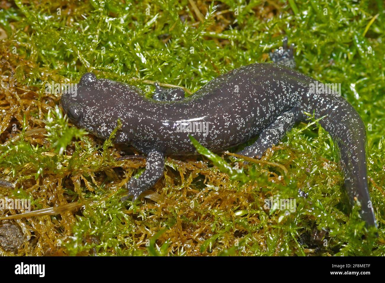 Closeup of a juvenile white speckled Japanese streamside salamander on the grass (Hynobius hirosei) Stock Photo