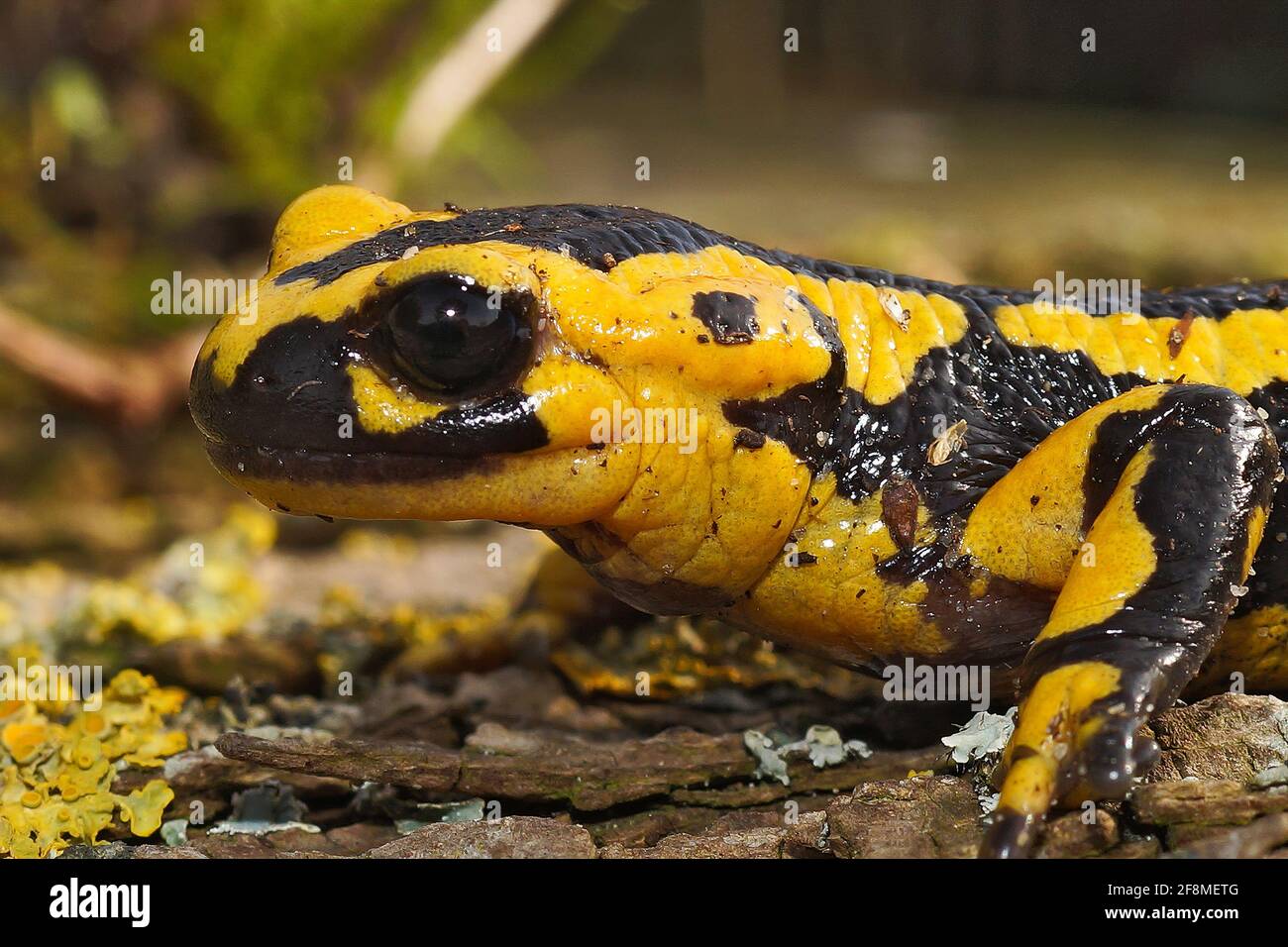 Bright yellow-colored Tendi fire salamander (Salamandra bernardezi) crawling on the ground Stock Photo