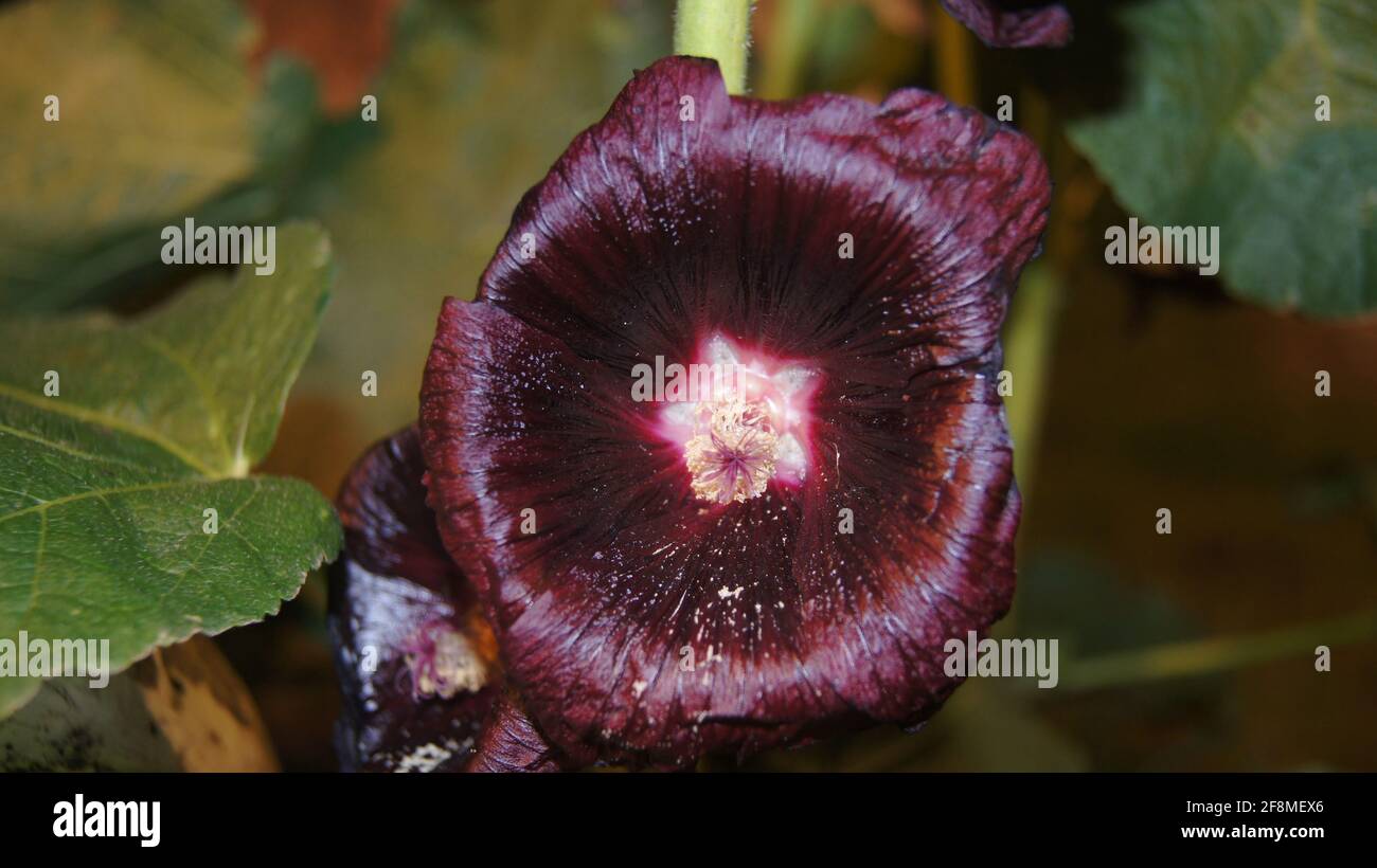 Closeup of a common hollyhock (Alcea rosea), an ornamental dicot flowering plant Stock Photo