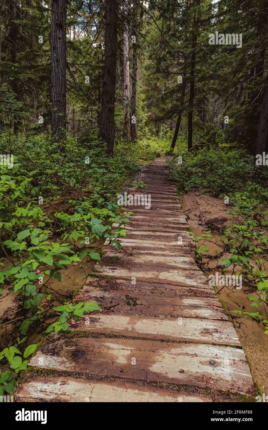 A wood path leading into the forest Stock Photo