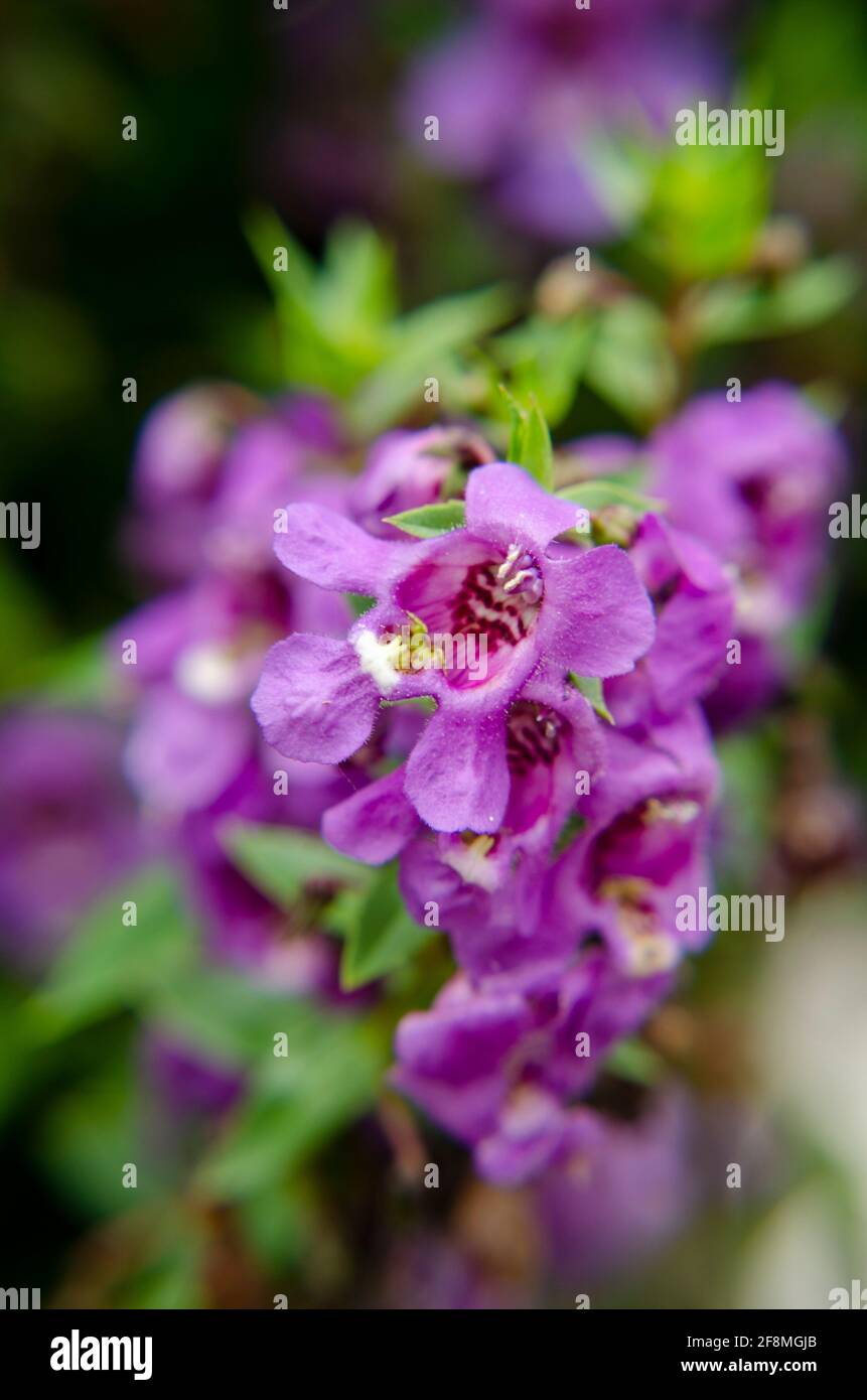 Pretty purple flower hi-res stock photography and images - Alamy