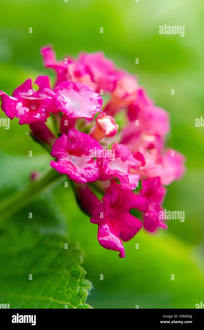 Pink flowers filled with rain over green leafy background Stock Photo