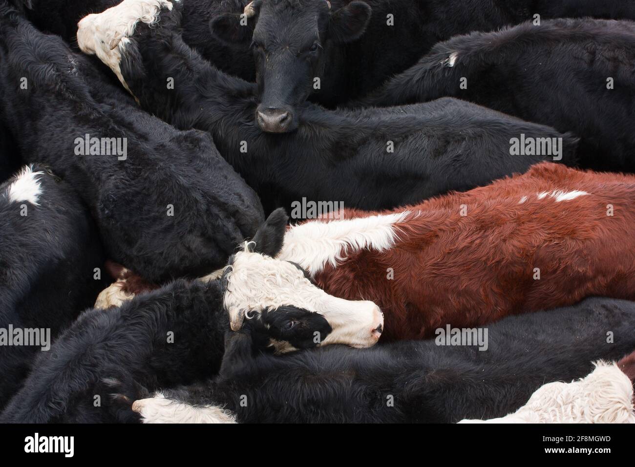 Herd of cattle from above Stock Photo