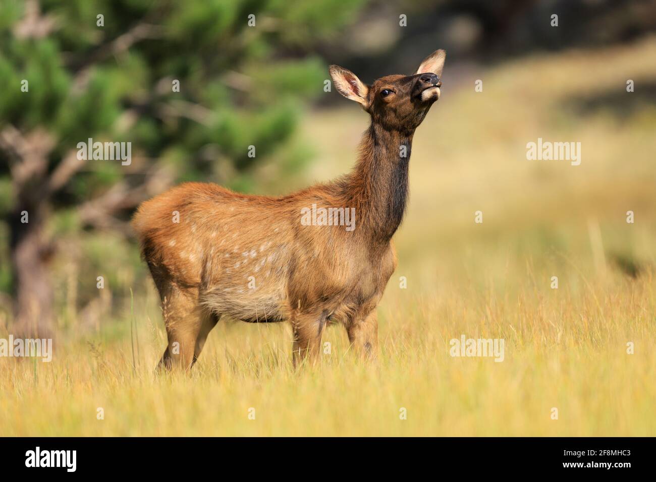 Elk calf in a meadow in autumn Stock Photo