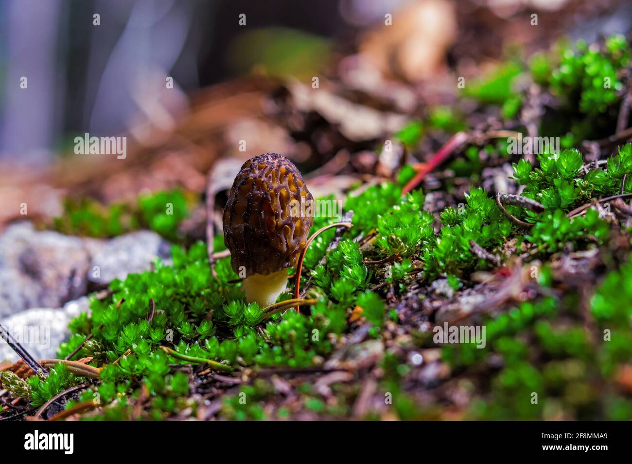Wild Morel Mushrooms growing on the forest floor Stock Photo