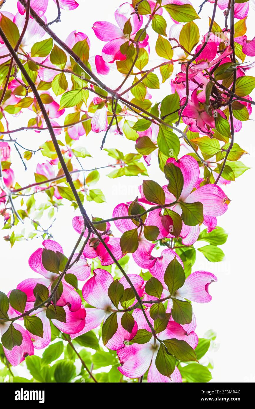 View from under a pink dogwood tree in bloom, with blue sky Stock Photo