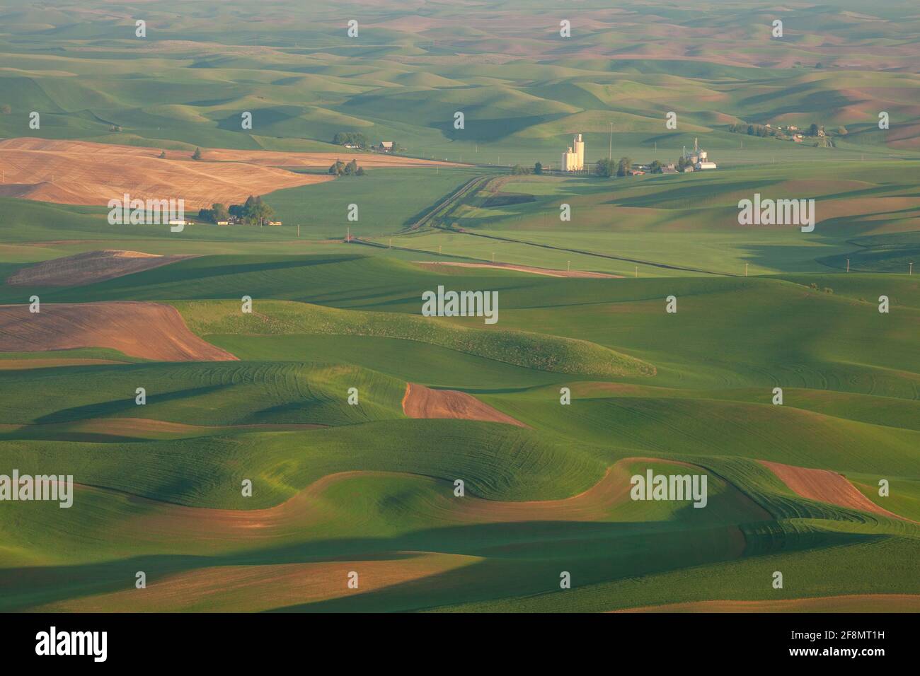 Wheat fields in spring from Steptoe Butte, The Palouse, Washington Stock Photo