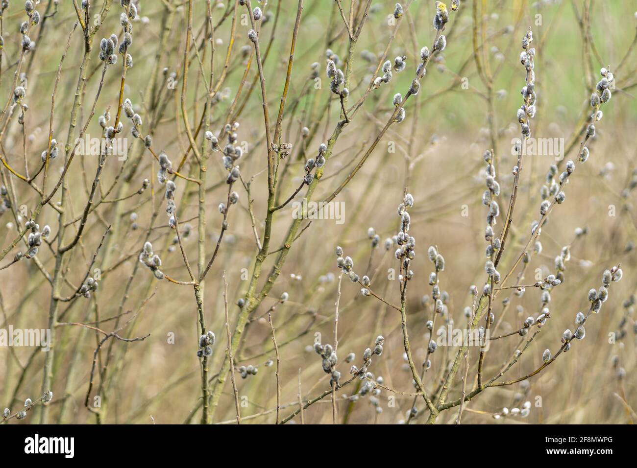 Tall dry grass purple flowers hi-res stock photography and images - Alamy