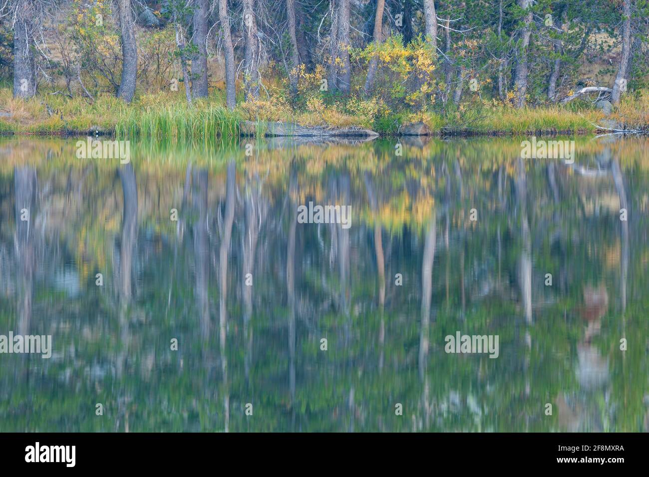 Reflection along the shore of a small pond in autumn at Tioga Pass in the Inyo National Forest near Yosemite National Park, California Stock Photo