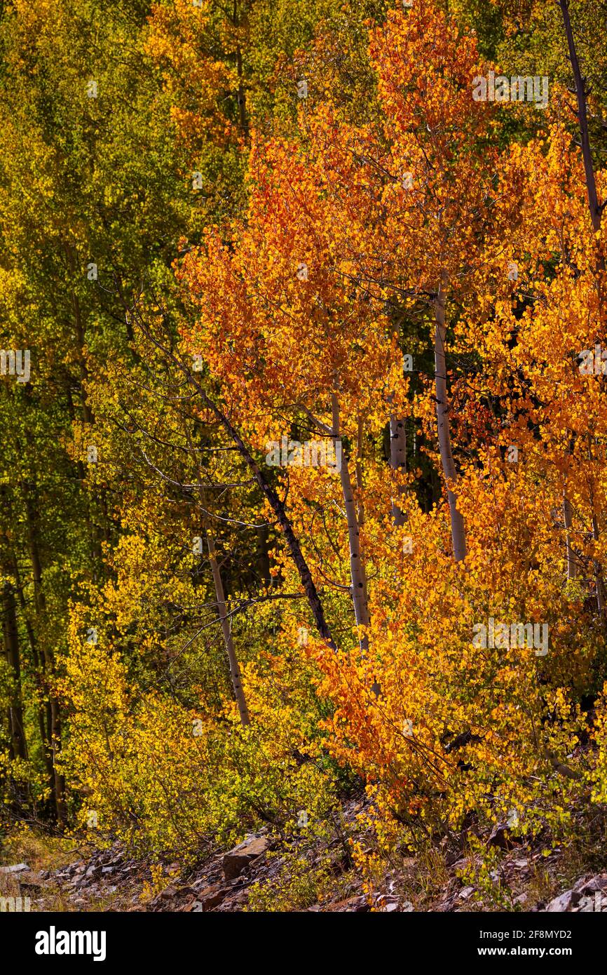 Aspen trees along Lime Creek Road in autumn, San Juan National Forest, San Juan County, Colorado Stock Photo