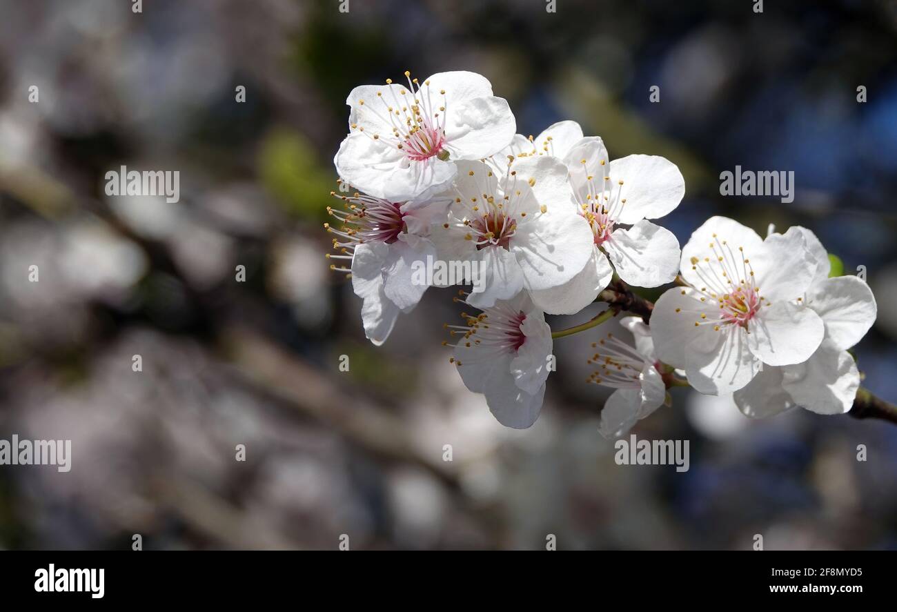 Closeup shot of blooming cherry blossoms on a tree branch Stock Photo ...
