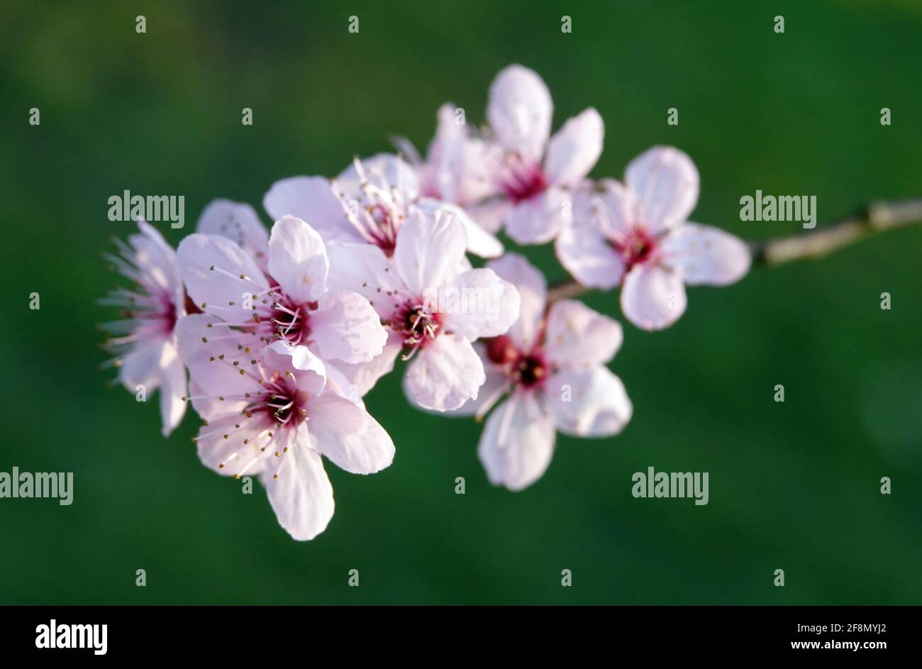 Closeup shot of blooming cherry blossoms on a tree branch Stock Photo ...