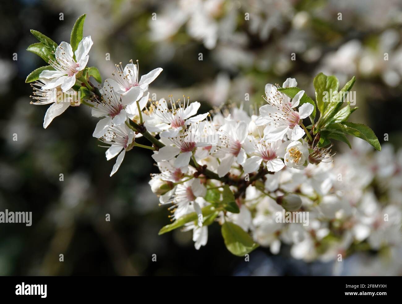 Closeup shot of blooming cherry blossoms on a tree branch Stock Photo ...