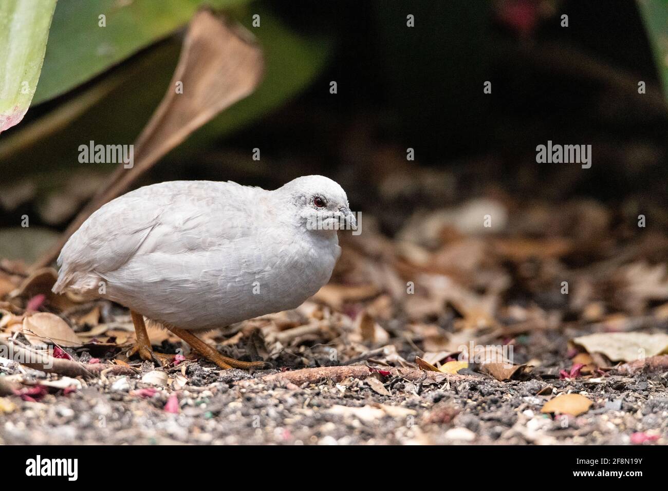 Small female king quail Coturnix chinensis is often found in Asia. Stock Photo