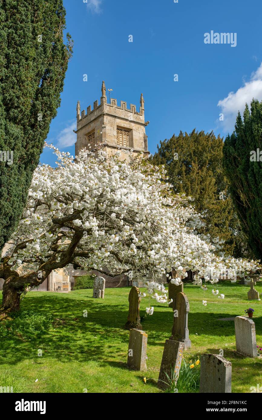 Prunus shirotae. Cherry tree in blossom in St Faith’s churchyard in the cotswold village of Overbury in spring. Cotswolds, Worcestershire, England Stock Photo