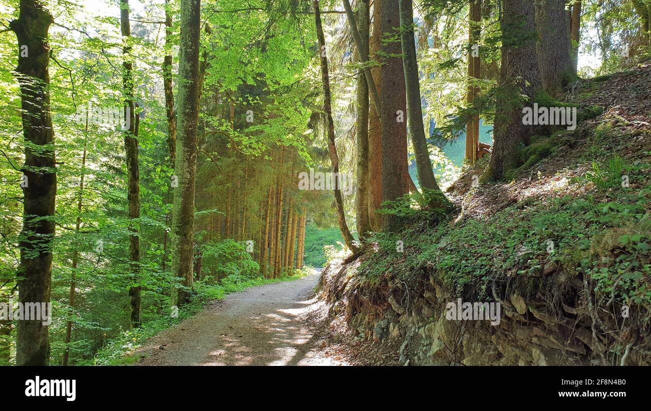 Tree Surrounded Path surrounded trees view hi-res stock photography and images - Alamy