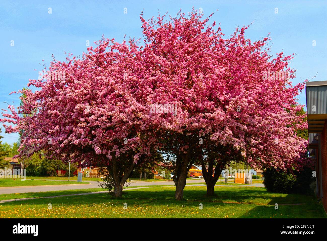 Two dark pink ornamental flowering trees on a clear sunny day Stock Photo -  Alamy