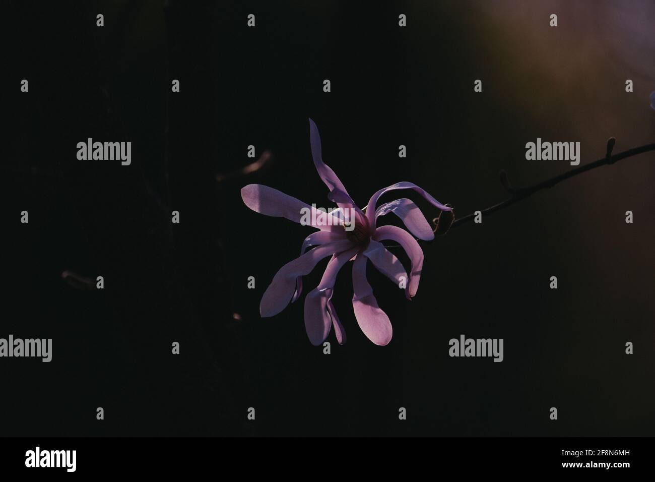 Closeup shot of pink magnolia flowers on the tree branch Stock Photo ...