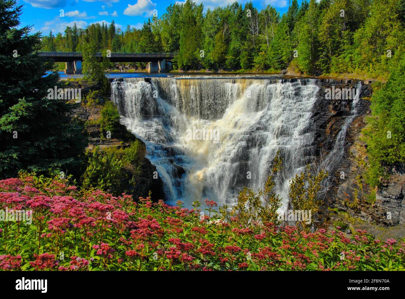 Kakabeka Falls in summertime edged by a mixed forest and pink wildflowers on a sunny day. Stock Photo