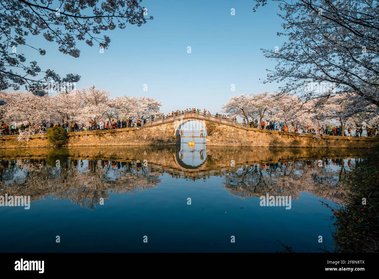 Landscape of the spring cherry blossoms, in Wuxi Yuantouzhu, also named 'Turtle Head Isle' in English Stock Photo