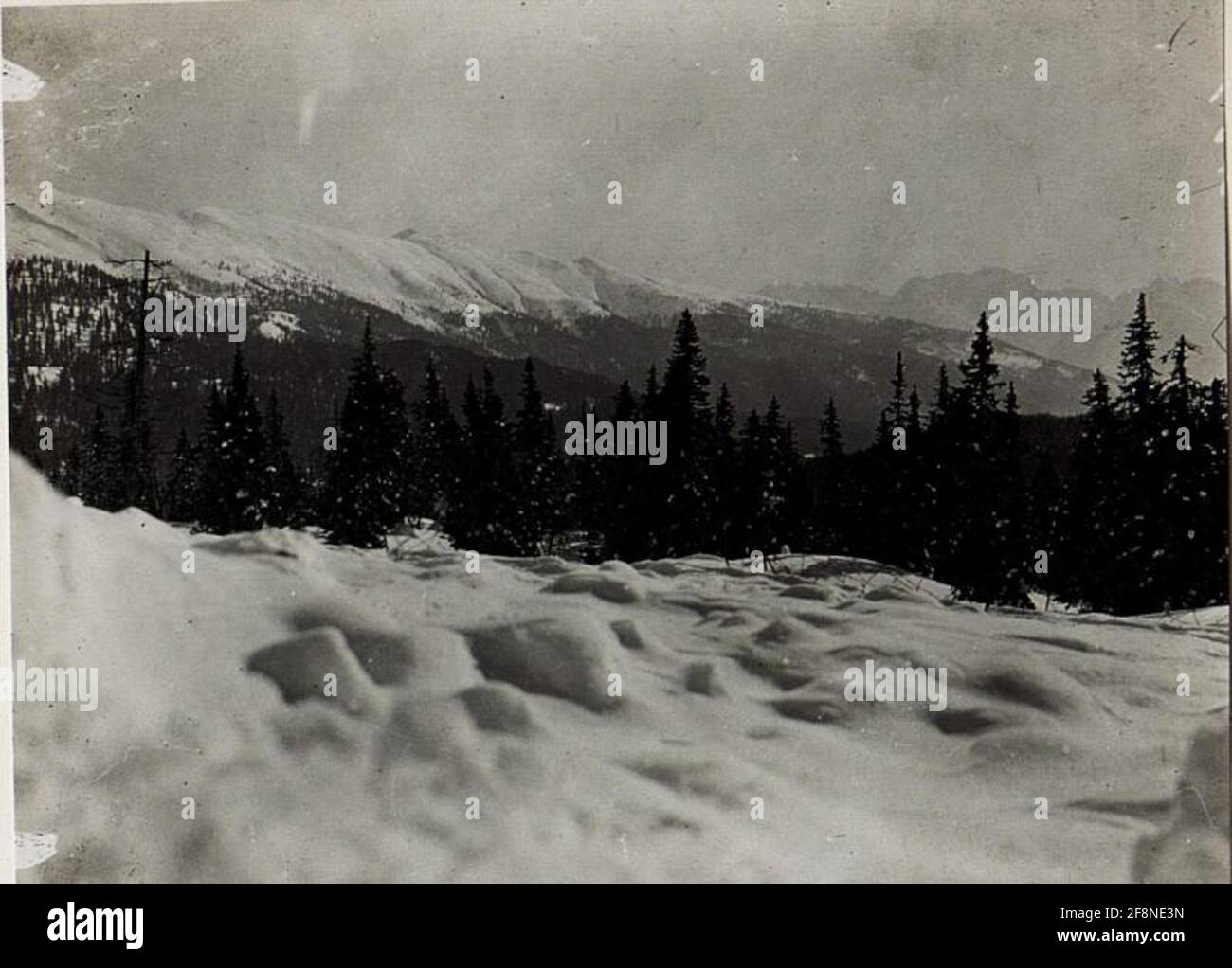 Seikoelstellung, at the forest edge enemy position, about 100 steps. . Stock Photo