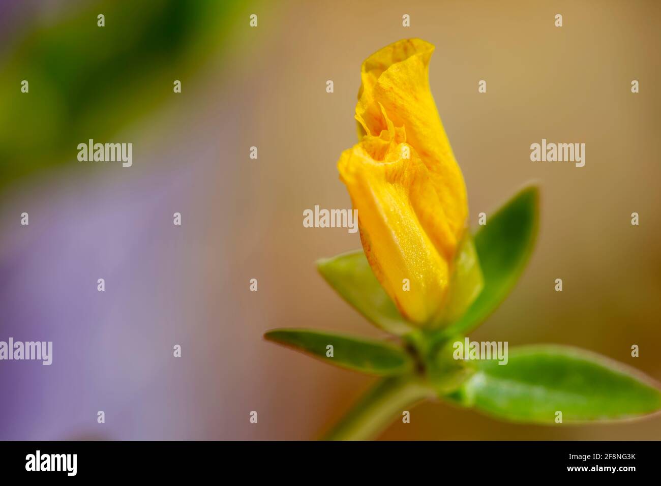 Potentilla fruticosa (Shrubby Cinquefoil) Stock Photo