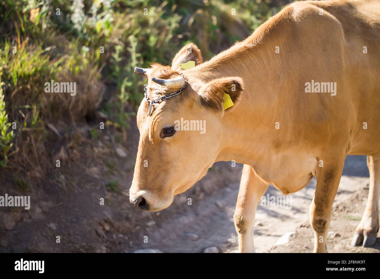 Brown dairy cow on a summer pasture. There are cows on the pasture ...