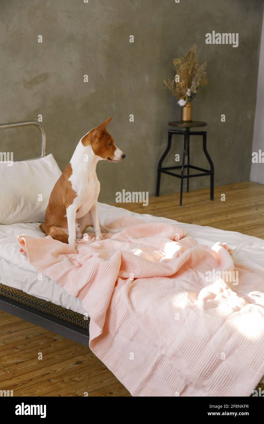 Basenji puppy sitting on the bed in the bedroom on the bedspread Stock Photo