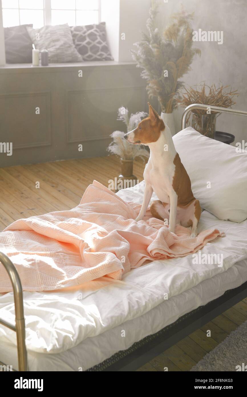 Basenji puppy sitting on the bed in the bedroom on the bedspread Stock Photo