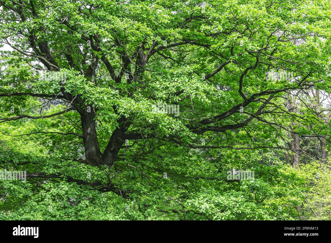 old mighty oak with first young leaves. sunny spring landscape in the park. Stock Photo