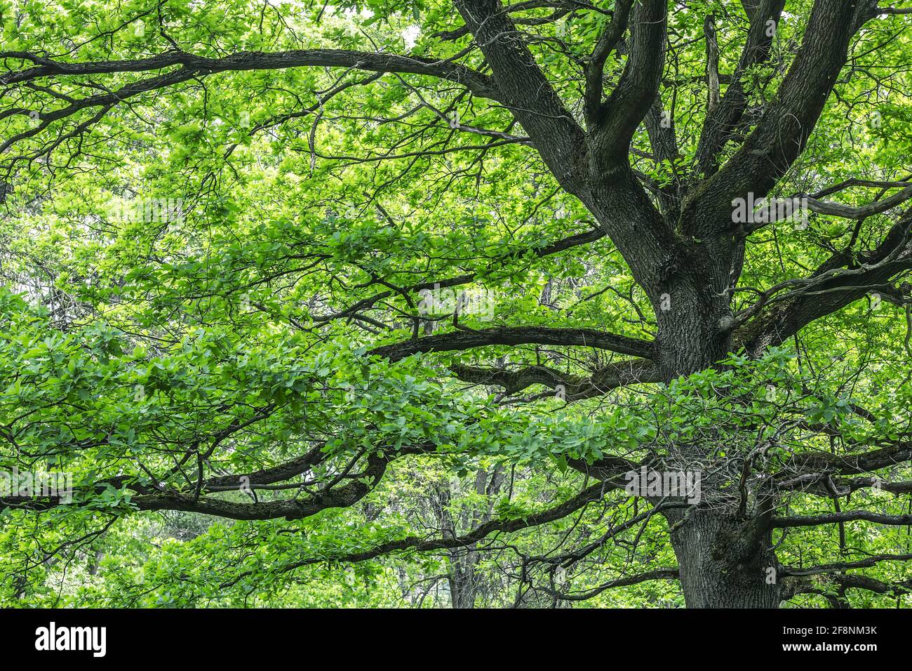 very old big oak tree with green lush foliage. nature scenic spring landscape photography. Stock Photo