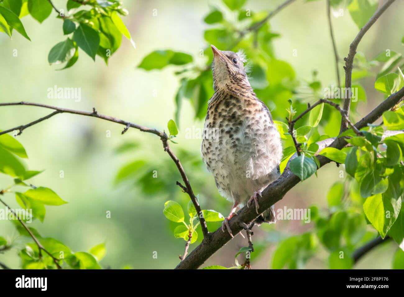 A fieldfare chick, Turdus pilaris, has left the nest and is sitting on ...