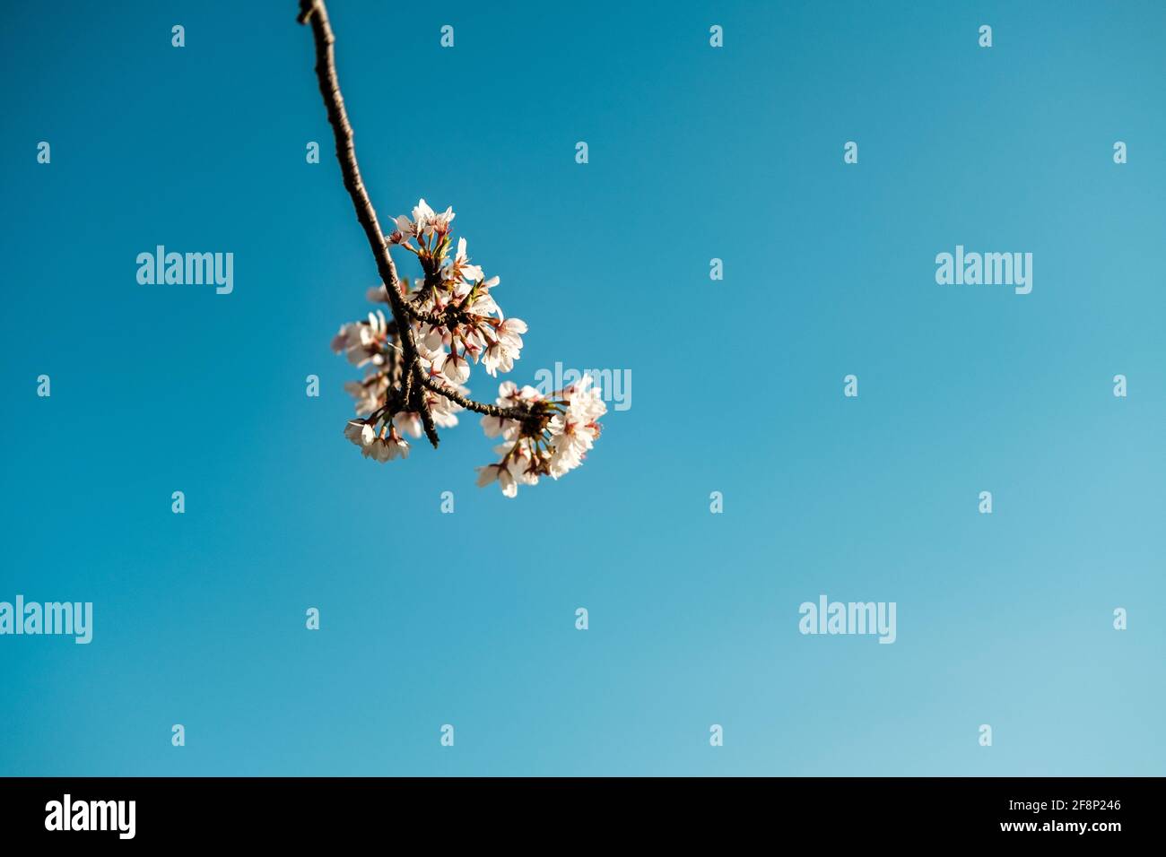 Japanese Sakura with sunlight and the blue sky near Mochigahama, Japan Stock Photo