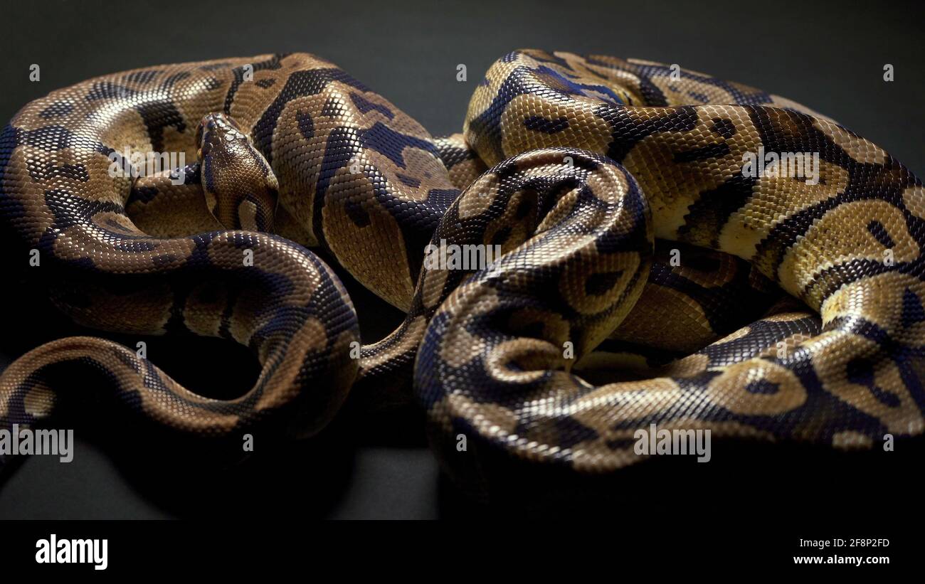 Footage of ball python in dark background Stock Photo