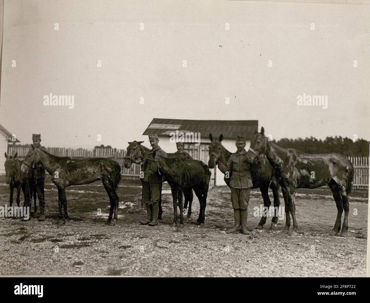 Operation Stallion Hoof operation hi-res stock photography and images - Alamy